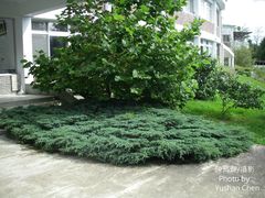 Juniperus procumbens