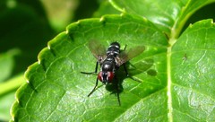 Gastrolepta anthracina