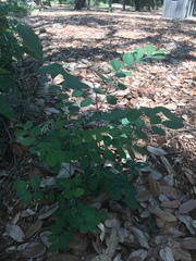 Styphnolobium affine