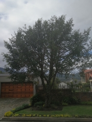Podocarpus elongatus