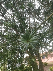 Podocarpus elongatus