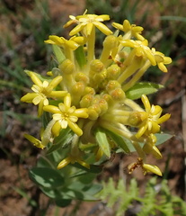Lasiosiphon polyanthus