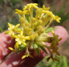 Lasiosiphon polyanthus