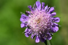 Mononychus punctumalbum