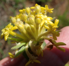 Lasiosiphon polyanthus