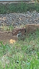 Passer domesticus tingitanus