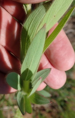 Lasiosiphon polyanthus