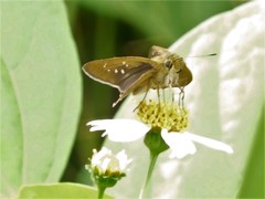 Pelopidas mathias mathias