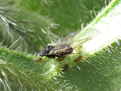 Aphis fabae solanella