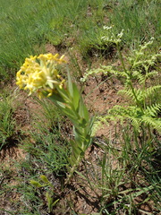 Lasiosiphon polyanthus