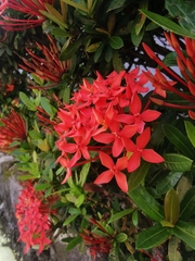 Ixora coccinea