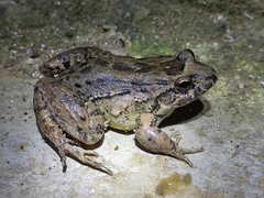 Leptodactylus colombiensis