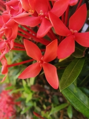 Ixora coccinea