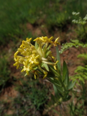 Lasiosiphon polyanthus