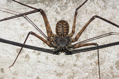 Trichodamon princeps