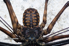 Trichodamon princeps