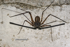 Trichodamon princeps