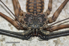 Trichodamon princeps