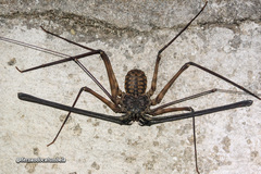 Trichodamon princeps