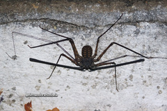 Trichodamon princeps