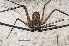 Trichodamon princeps