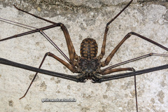 Trichodamon princeps