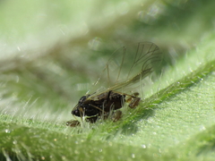 Aphis fabae solanella