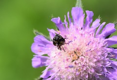 Mononychus punctumalbum