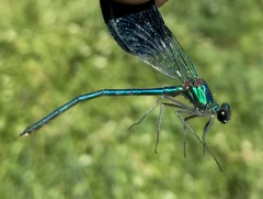 Calopteryx splendens intermedia