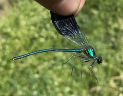 Calopteryx splendens intermedia
