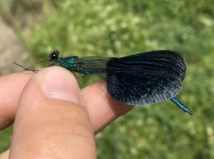 Calopteryx splendens intermedia