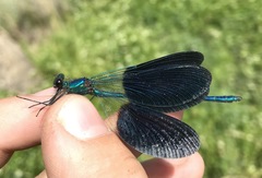 Calopteryx splendens intermedia