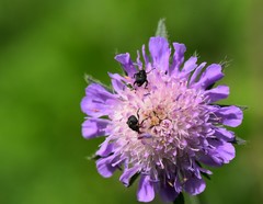 Mononychus punctumalbum