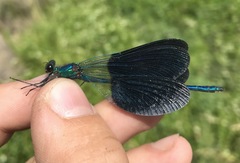 Calopteryx splendens intermedia
