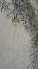 Sporobolus rigidus magnus