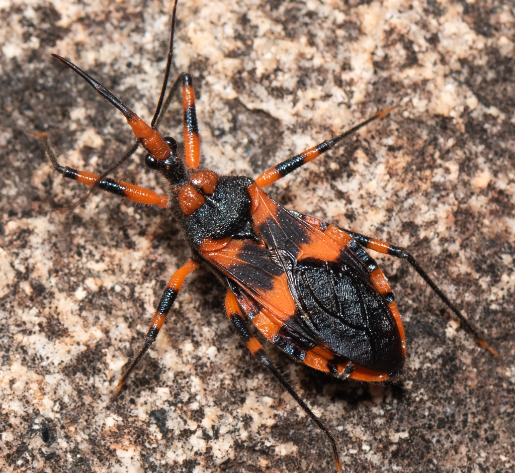 Red Tiger Assassin Bug
