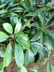 Heptapleurum arboricola