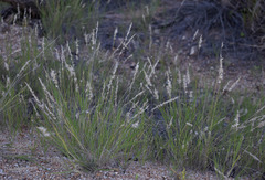 Enneapogon polyphyllus