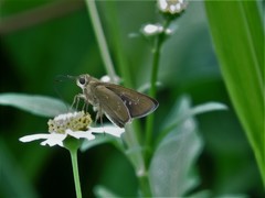 Pelopidas mathias mathias