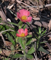 Portulaca cryptopetala