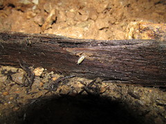 Rhodopioniscus beroni