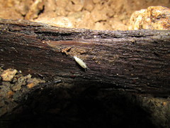 Rhodopioniscus beroni