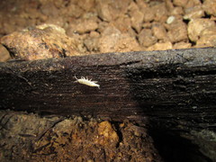 Rhodopioniscus beroni