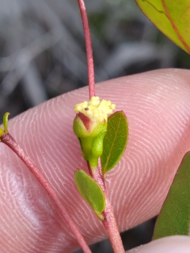 Image of Mosiera longipes by (c) Scott Ward, some rights reserved (CC BY)