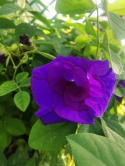 Clitoria ternatea