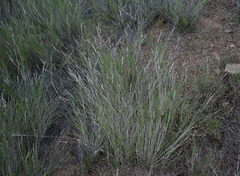 Enneapogon polyphyllus