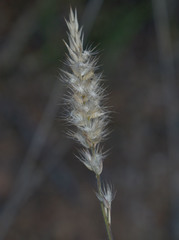 Enneapogon polyphyllus