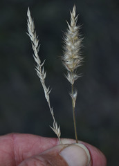 Enneapogon polyphyllus