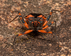 Havinthus rufovarius