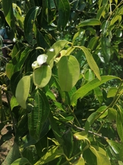 Cinnamomum verum image